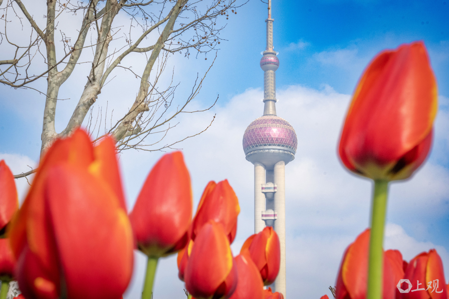 解放日报 孟雨涵 摄20250311_86