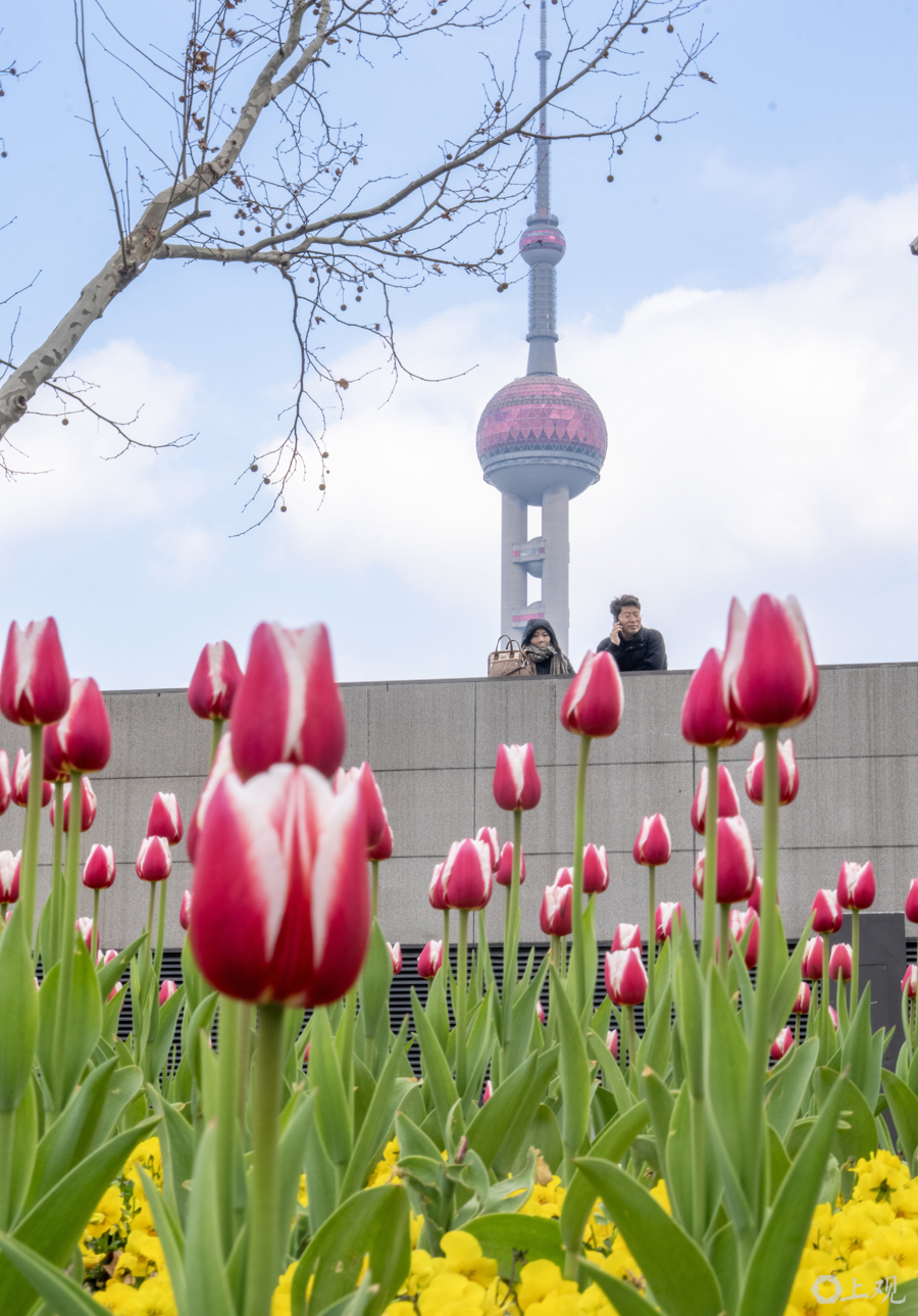 解放日报 孟雨涵 摄20250311_52