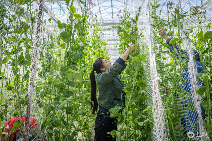 解放日报 孟雨涵 摄20250319_1