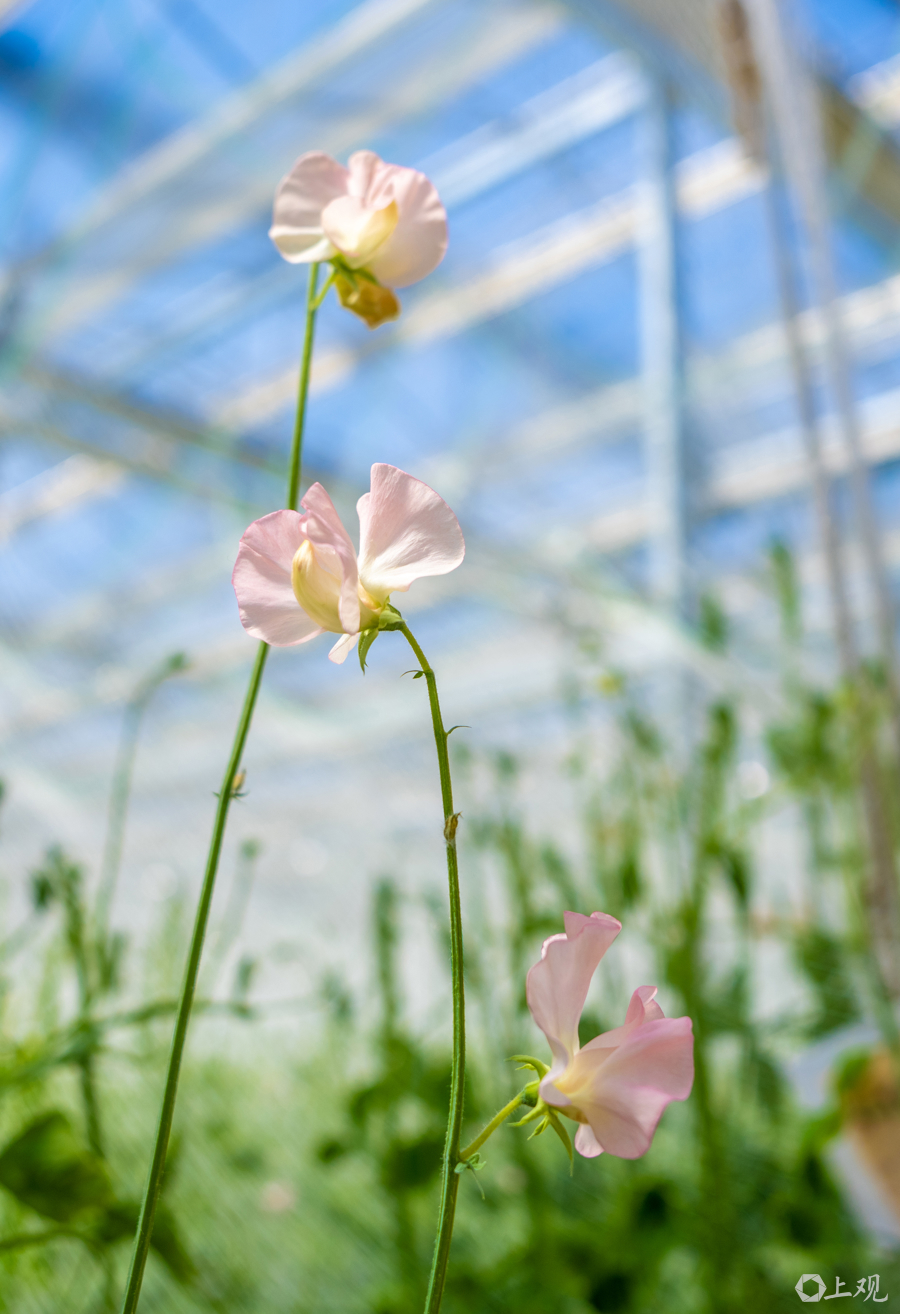 解放日报 孟雨涵 摄20250319_30