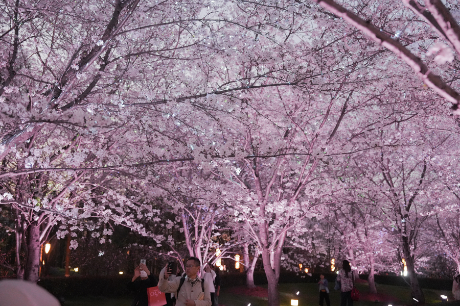 夜晚的顾村公园樱花岛。