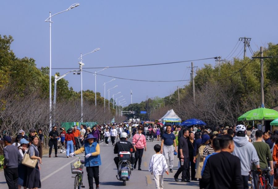 奉贤菜花节开幕首个周末,迎来大客流。