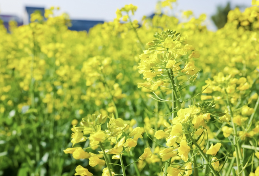 油菜花开。