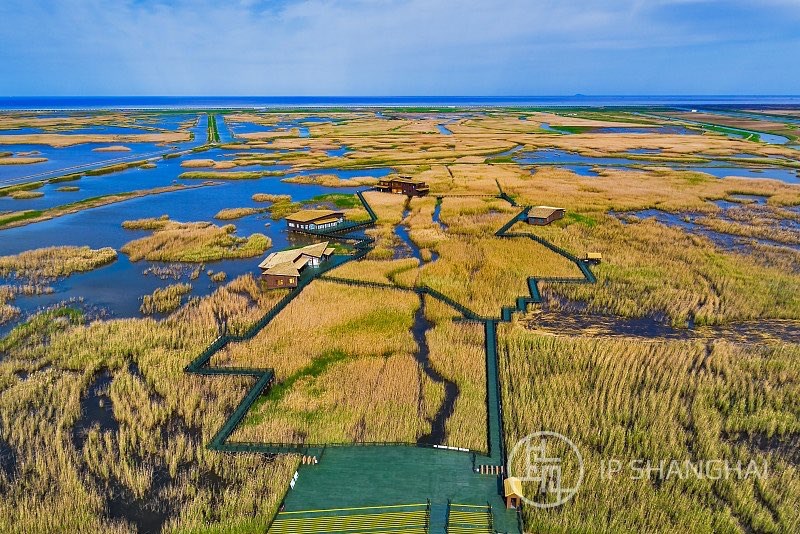 崇明东滩湿地