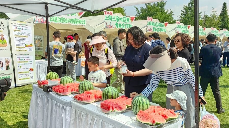 Nanhui 8424在西瓜市场。就仅