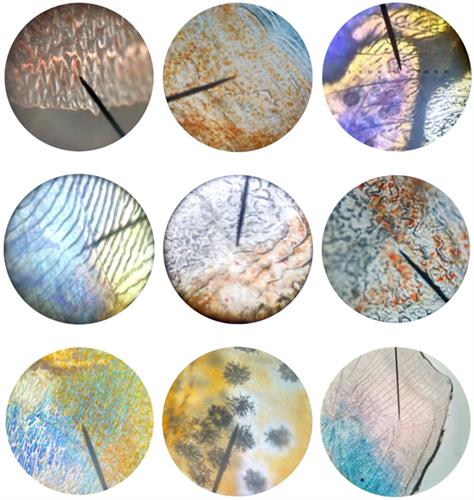 WDCM上传图片 WDCM上传图片