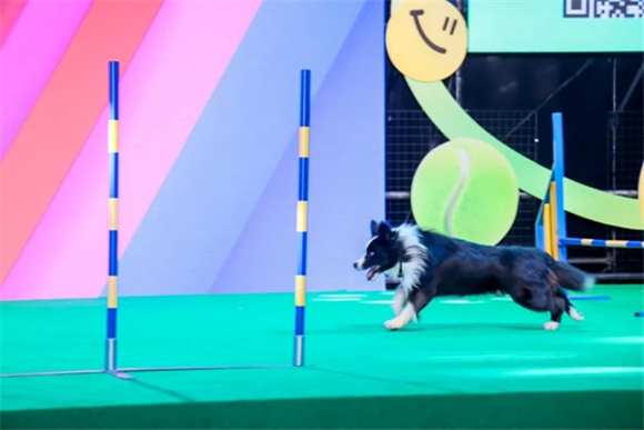 WDCM上传图片 WDCM上传图片