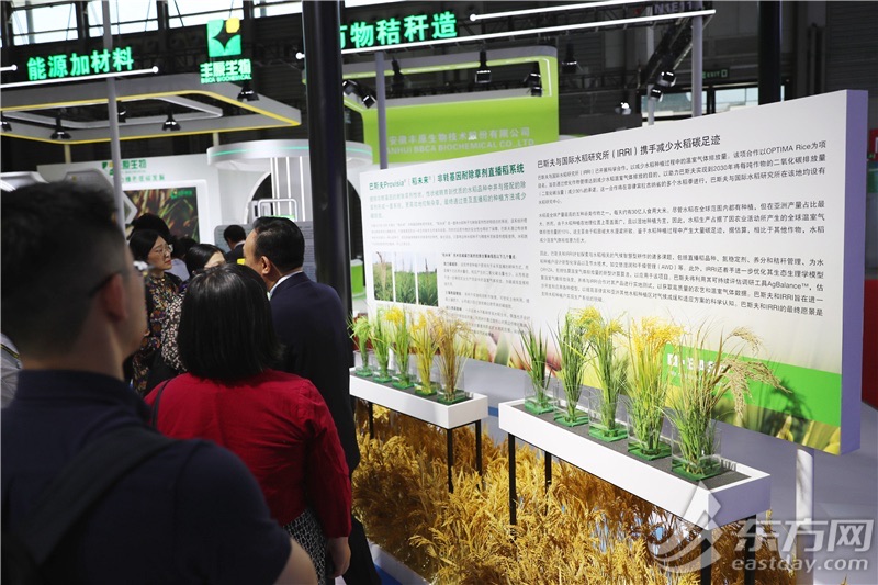 巴斯夫的非转基因耐除草剂直播稻系统,可以更高效地控制杂草,减少碳排放