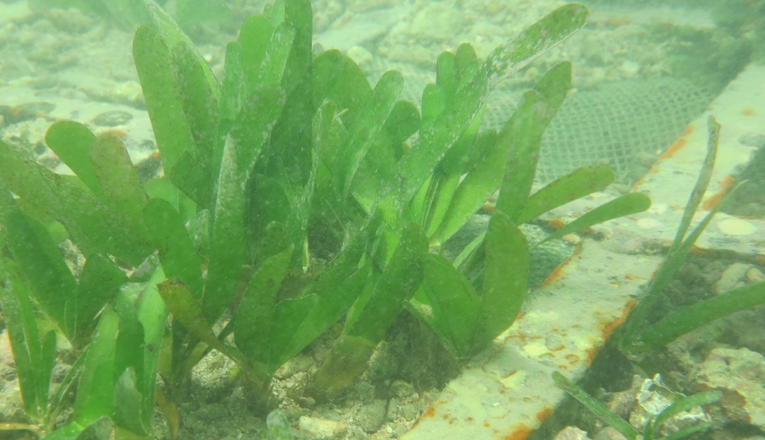 海洋蓝色碳海草床修复行动已发起，循环经济行