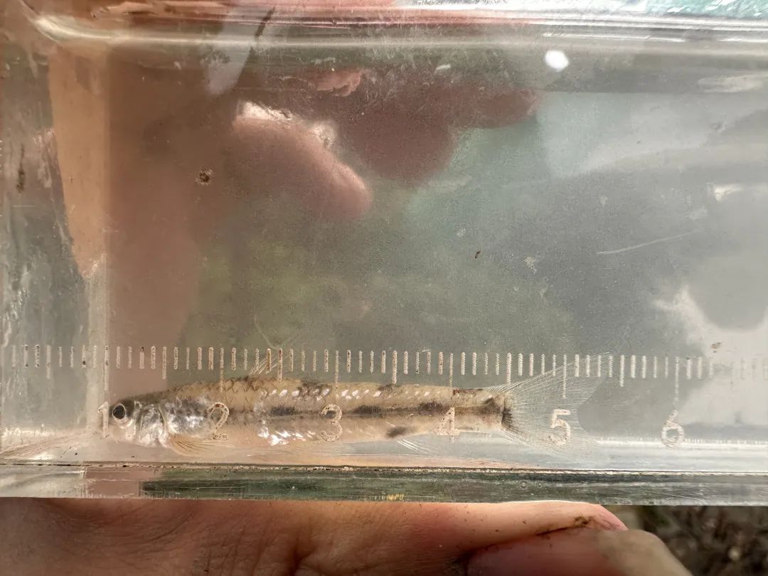 正文图片 正文图片