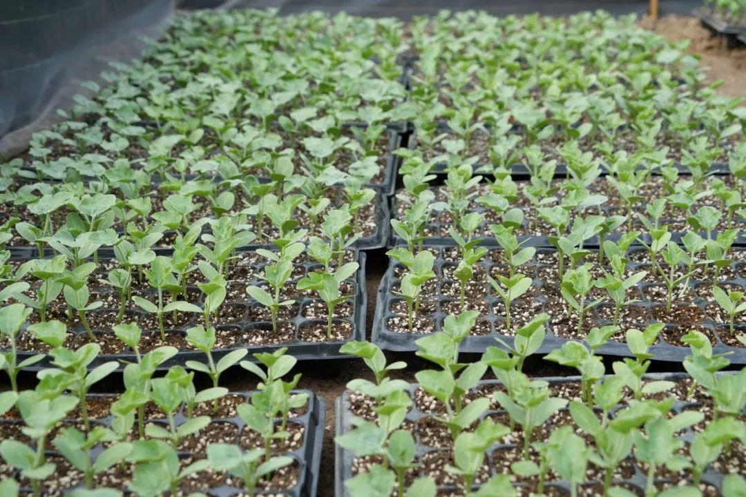 正文图片 正文图片