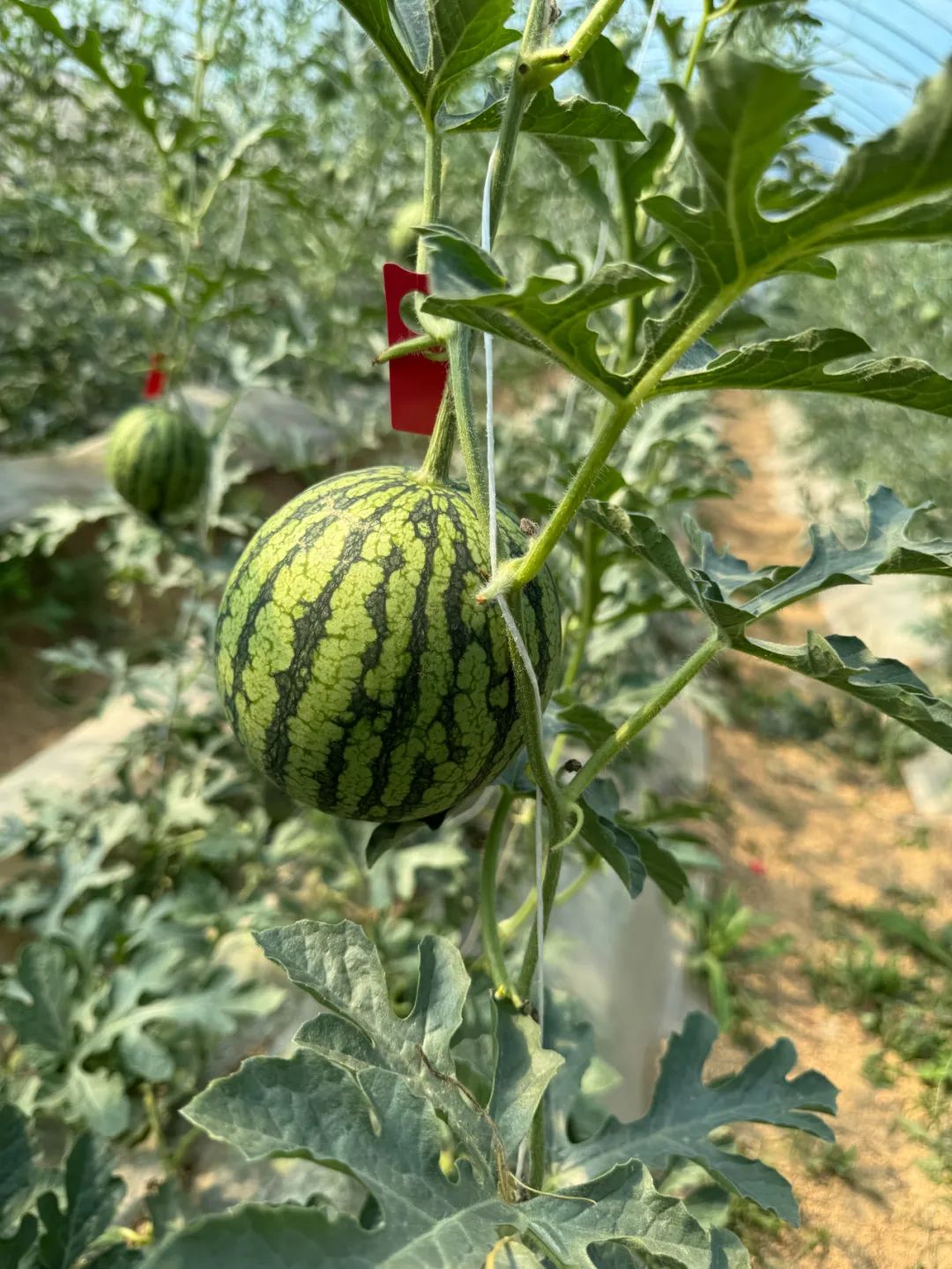 正文图片 正文图片