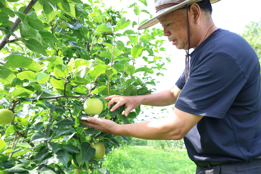 城事这梨,糖度12以上