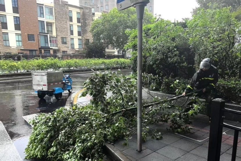工作人员正在处置福泉路行道树掉落的树枝