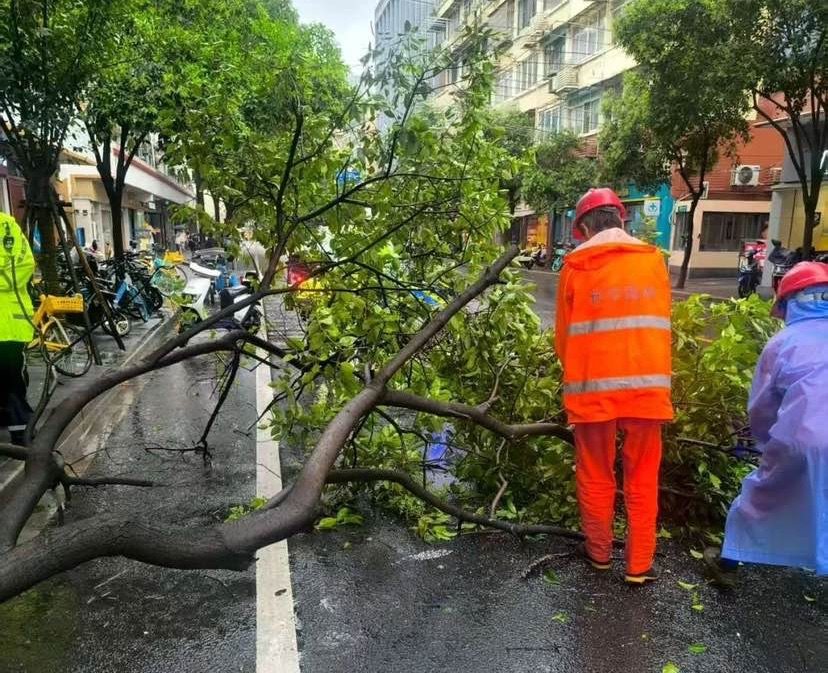 宣化路倒伏树木处置
