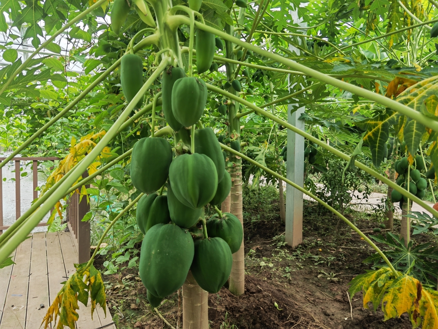 荔枝、百香果、芭乐…上海为何会有“热带雨林”式果园?