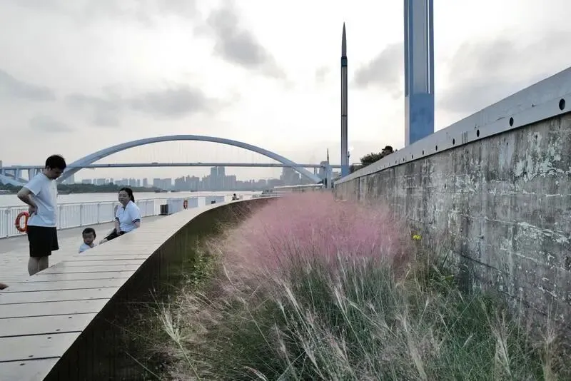 黄浦江畔：限量版“粉红秋景”变美了，不少人