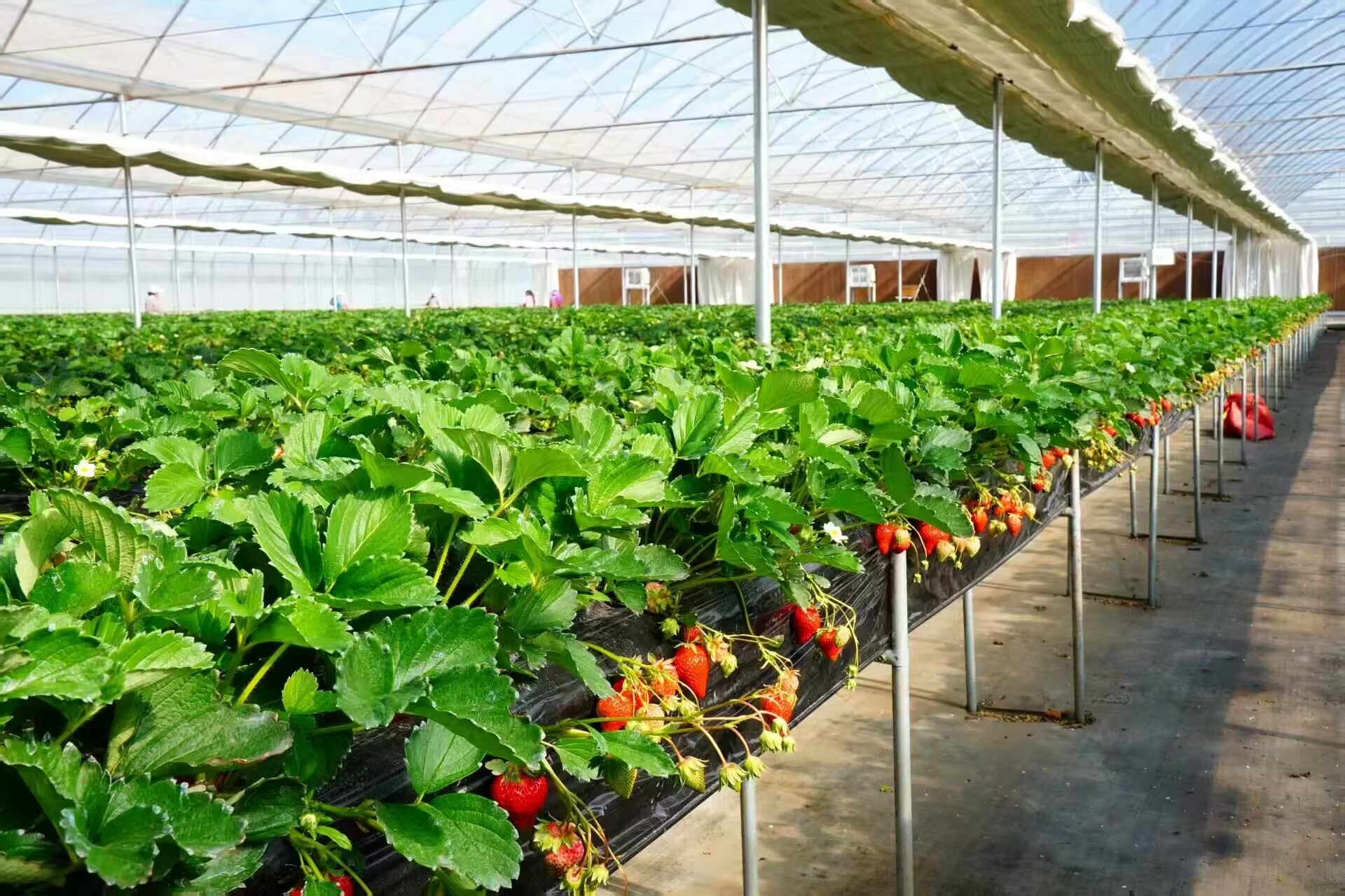 从“单向帮扶”到“双向共赢”,上海普陀写就区域协同发展新答卷